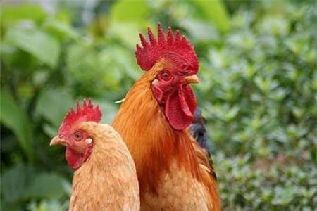 坐月子吃公鸡好还是吃母鸡好 要根据具体情况来定