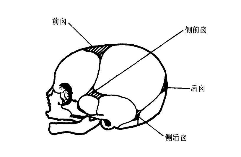 宝宝囟门过小是什么原因 囟门小的原因分析