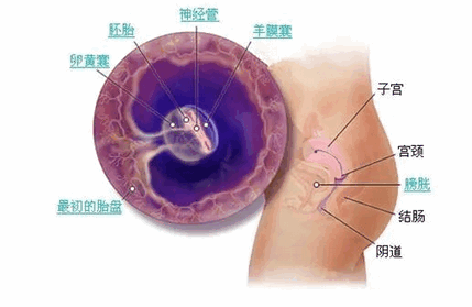 怀孕初期的十大症状！你知道吗？
