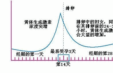 如何正確使用排卵試紙？你知道嗎？
