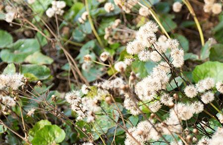 孕妇微量元素正常值