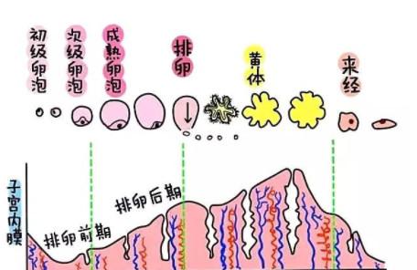 子宫内膜的正常厚度是多少？太厚太薄都不利于怀孕吗？