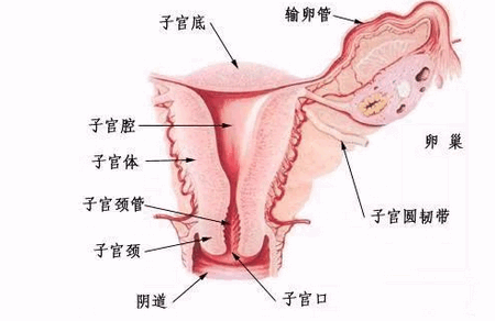 不排卵就不能怀孕 ! 该怎么预防?