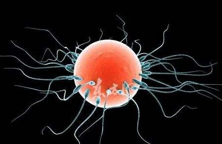 精子和卵子是如何相爱的？精卵结合大揭秘