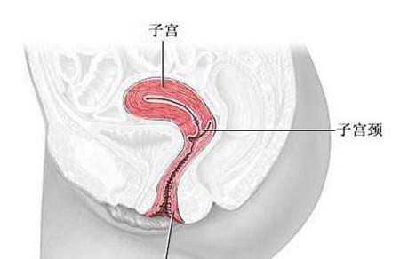 产后阴道会有什么变化 想要复原得护理