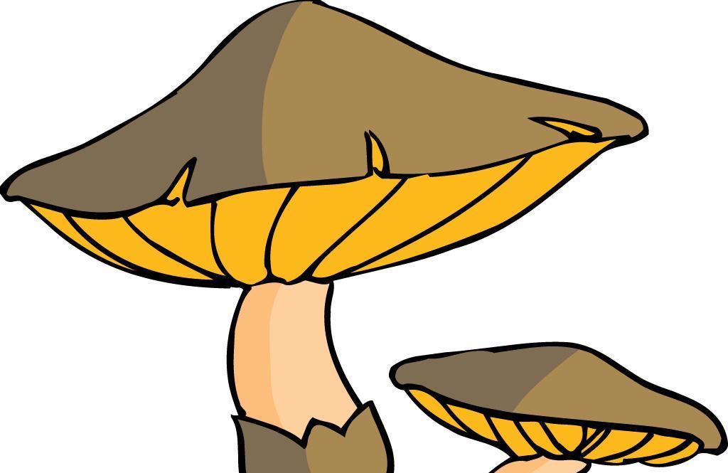 采蘑菇的故事