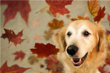 备孕养狗要注意什么 备孕养狗一定要注意这些！