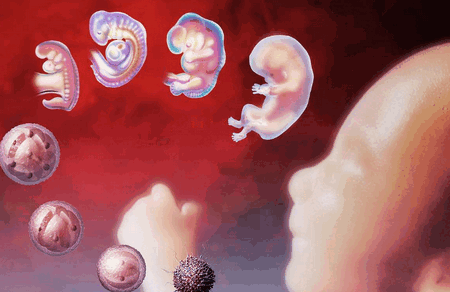 早孕是多胎，生出来只有一个，其他的胚胎去哪了？