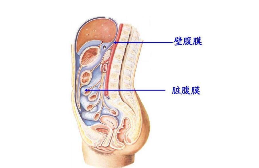 小儿继发性腹膜炎的并发症是什么