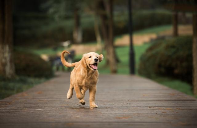 怀孕期间被宠物咬伤，能打狂犬疫苗吗？