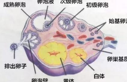 卵泡发育不好？这是怎么回事呢？