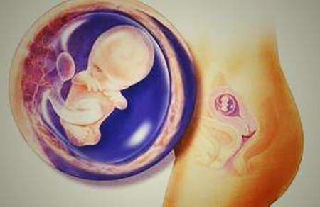 胚胎停育的六个因素！