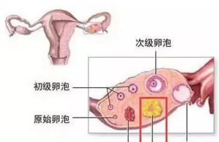 孕酮与备孕、怀孕和流产之间存在怎样的关系？