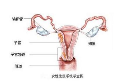 子宫内膜薄难受孕怎么办？可以如何调理呢？