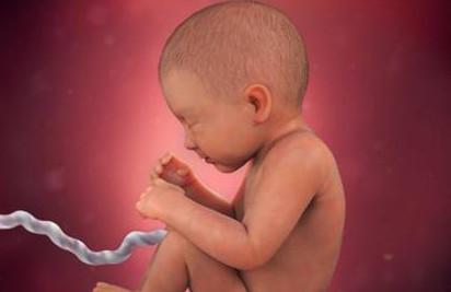 胎儿发育的六大明显时期，你的宝宝正处于哪一时期？