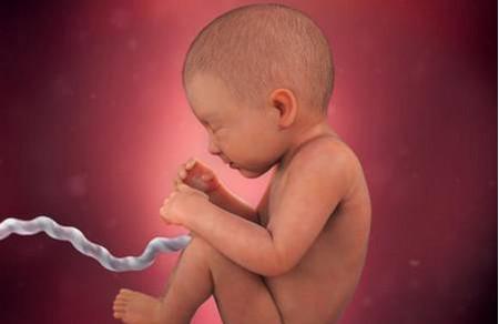 胎宝宝发育的六大明显时期，你正在经历哪一个?