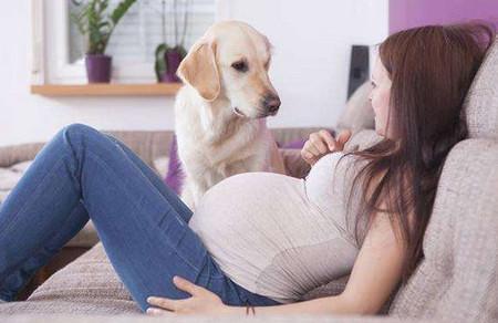 孕期养宠物争议纷纷，但是做到在这些就可以！
