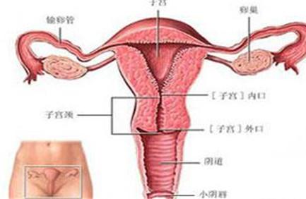 子宫内膜正常厚度是多少 超过这个数就算不正常
