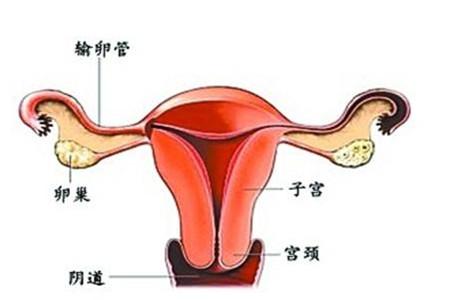 子宫底部在哪个位置 宫底位置别弄错