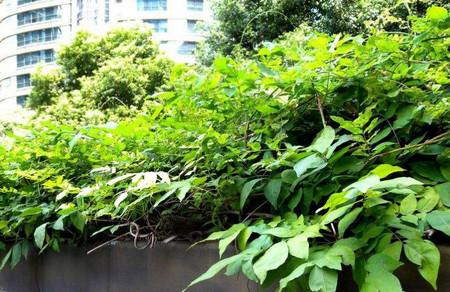 宝宝误食这5种植物危害极大，妈妈们慎重养殖！