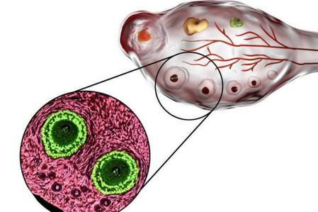 排卵试纸使用误区：两道杠不是最容易怀孕的时刻！