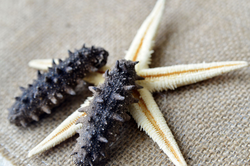 儿童可以吃海参吗