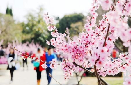 患有花粉过敏症，能在春天怀孕吗？