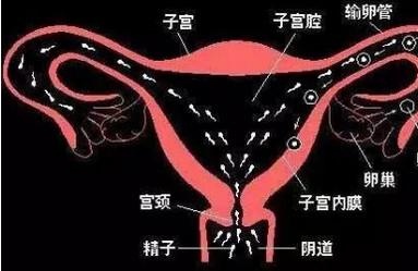 能不能怀孕，还要看输卵管的这两个功能！