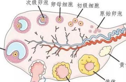 卵泡长到多大排出才容易受孕呢？