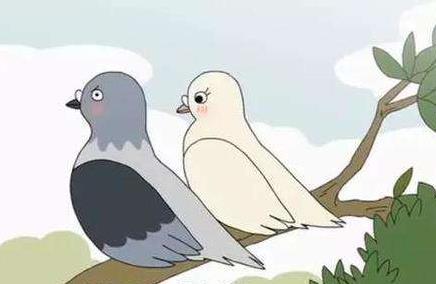 鸽与秋果的故事