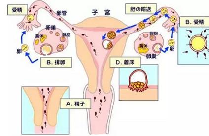 怀孕多久开始有早孕反应？