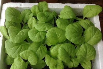 小白菜成长观察日记