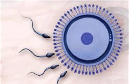 y精子多久到达输卵管 y精子真的比x精子游得快吗？