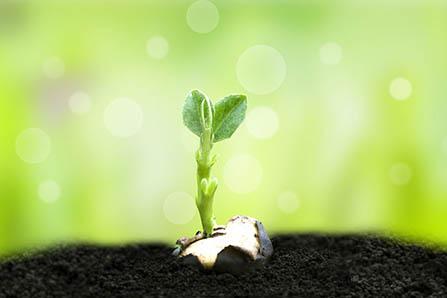 白萝卜煮粥的做法大全 好吃又营养的白萝卜粥