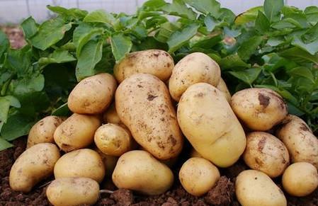 最适合宝宝食用的6种土豆美食，你会做吗？