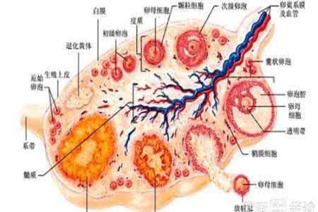 空卵泡的原因和症状 及时预防也很重要