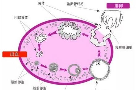 月经准时，排卵期同房为何还是屡战屡败？