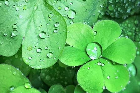 雪莲果煮粥的做法大全 入口香甜的雪莲果粥