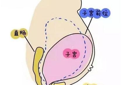 孕期肚子不显怀或者太大是怎么回事？