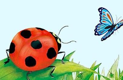 蝴蝶和瓢虫的故事