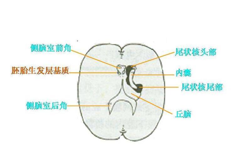 预防新生儿颅内出血的关键措施
