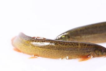 多大的宝宝可以吃泥鳅