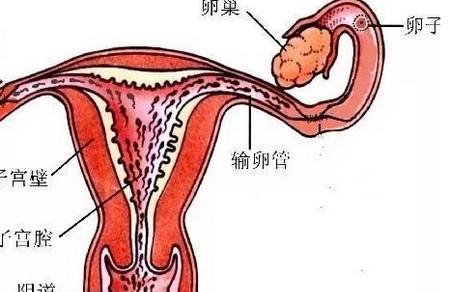 想要成功备孕，老公们需闯“三道关”