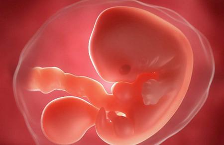 有胎心胎芽了，为什么还会胎停育？