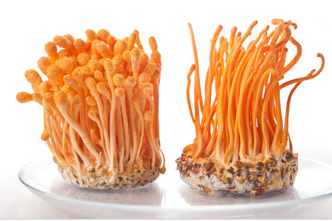 孩子能吃虫草花吗