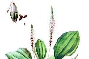 小孩可以吃车前草吗