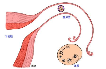 月经正常排卵就一定正常吗