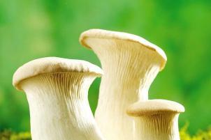 宝宝多大可以吃杏鲍菇