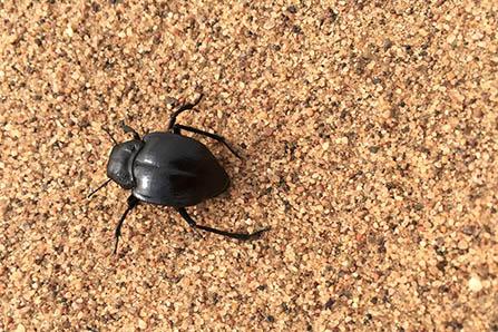 小班走丢了怎么办教案