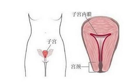 不怀孕？先看看子宫内膜是不是出了问题！